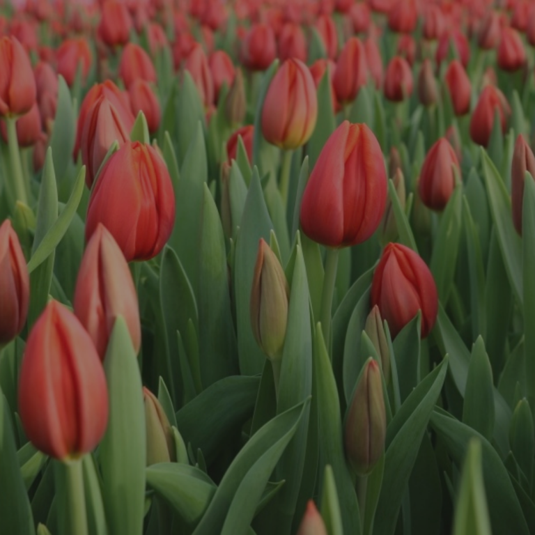 4/3/23: Tulpenmarkt t.v.v. Kom op tegen Kanker